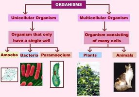 Classification of organisms as unicellular and multicellular
