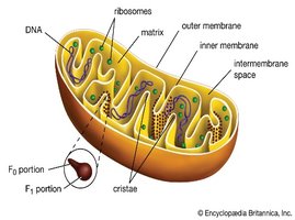 Diagram of mitochondrion showing outer membrane, inner membrane, intermembrane space, cristae, matrix, F0 and F1 portions