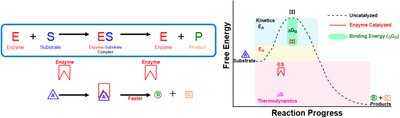 Reaction coordinate diagram with transition states and intermediates