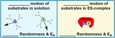 Optimal temperature for human and thermophilic enzymes