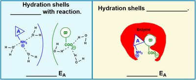 Enzyme desolvates substrates