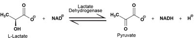Six classes of enzymes mnemonic