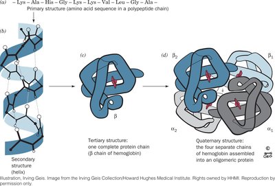 Quaternary structure of hemoglobin