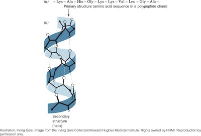 Hierarchy of protein structure: primary, secondary, tertiary, quaternary