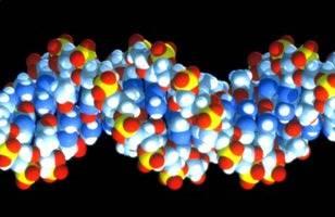 Molecular model of DNA