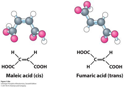 Maleic acid (cis) and fumaric acid (trans)