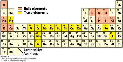 Periodic table highlighting essential elements for life
