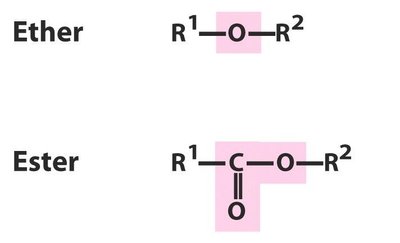 Carbonyl, carboxyl, and ester functional groups