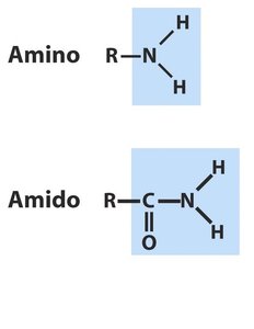 Amino and amido functional groups