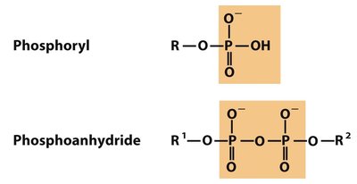 Phosphoryl and phosphoanhydride functional groups