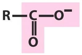 Functional groups in biomolecules
