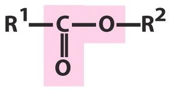 Functional groups in biomolecules