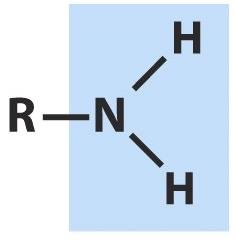 Functional groups in biomolecules