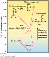 Phosphoryl transfer potential diagram