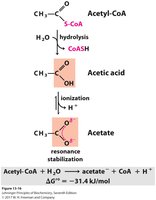 Hydrolysis of Acetyl-CoA