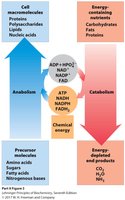 Diagram of catabolism and anabolism
