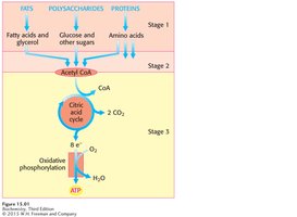 Stages of catabolism