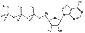 Structure of ATP