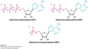 ATP, ADP, AMP structures