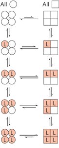 Concerted model for allosteric transitions