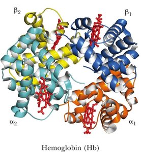 Hemoglobin structure