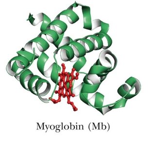 Myoglobin structure