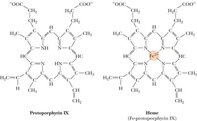 Heme and protoporphyrin IX structures