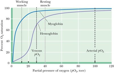 Oxygen binding curves for myoglobin and hemoglobin