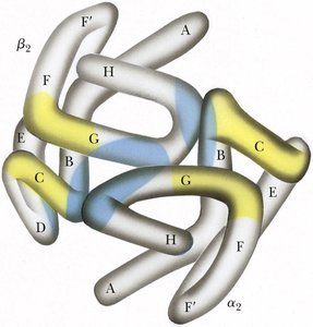 Hemoglobin subunit contacts