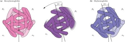 15 degree rotation of hemoglobin dimers upon O2 binding
