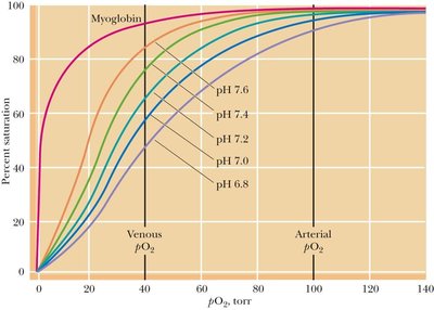 Bohr effect: pH dependence of O2 binding
