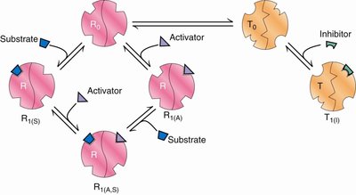 MWC model with activators and inhibitors