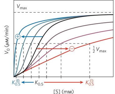 Substrate-activity curves with activators and inhibitors