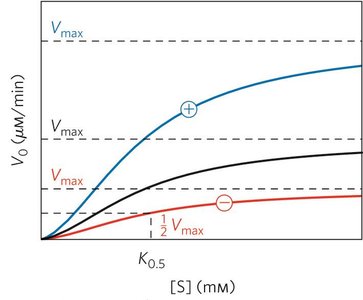 K and V system substrate-activity curves