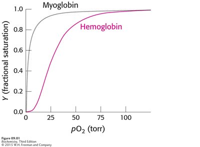 Oxygen binding curves for myoglobin and hemoglobin