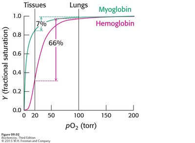 Oxygen binding curves showing physiological relevance