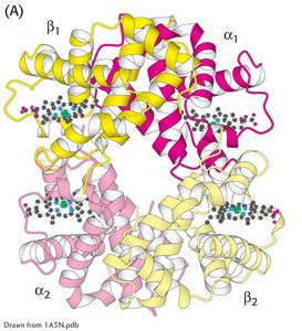 Quaternary structure of hemoglobin showing α and β subunits