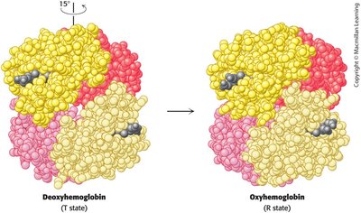 Transition between T and R states in hemoglobin