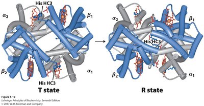 Structural rearrangement between T and R states