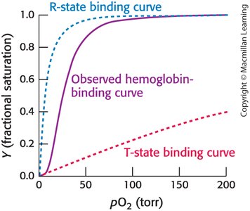 Observed hemoglobin binding curve compared to T and R states