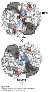 2,3-BPG binding to hemoglobin in T and R states
