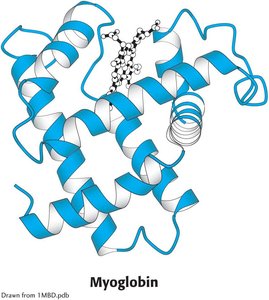 Ribbon structure of myoglobin with heme group