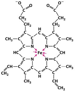 Chemical structure of heme with central iron ion