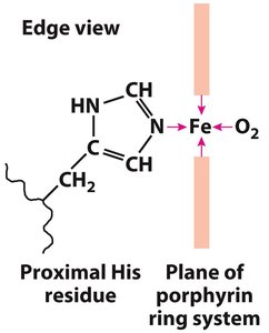 Edge view of heme showing iron coordination with histidine and oxygen