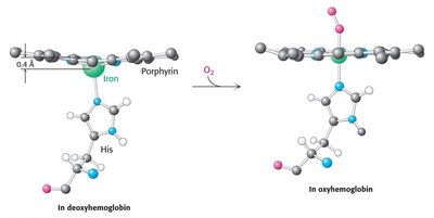 Iron movement upon oxygen binding in hemoglobin