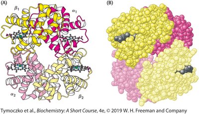 Quaternary structure of hemoglobin tetramer
