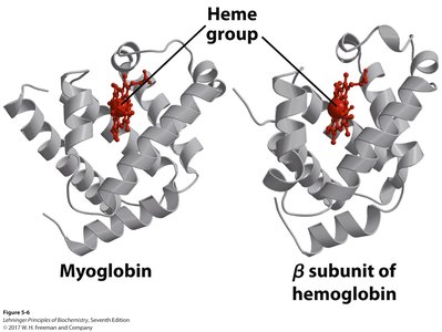Structural comparison of myoglobin and hemoglobin β subunit