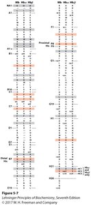 Sequence alignment of myoglobin and hemoglobin subunits