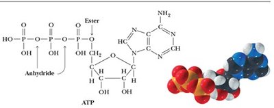 ATP structure showing ester and anhydride linkages
