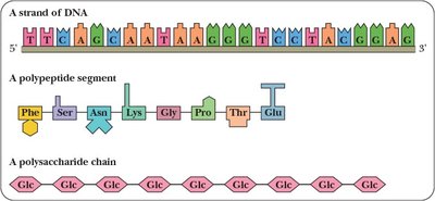 Informational macromolecules: DNA, polypeptide, polysaccharide